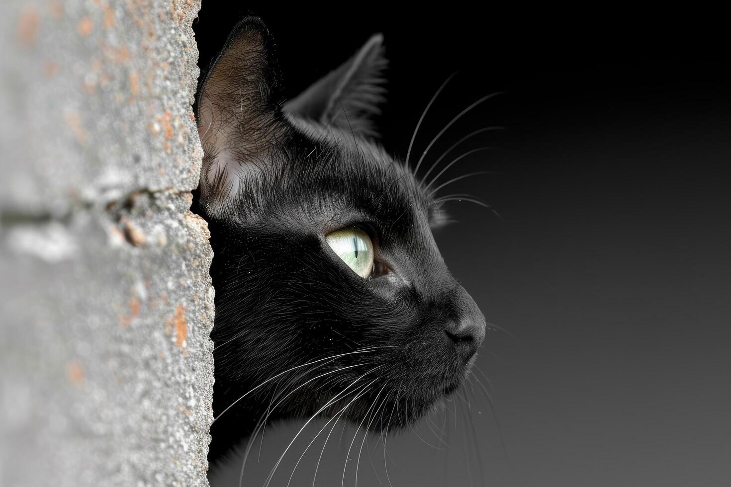 Curious black cat peeking out from behind a wall photo