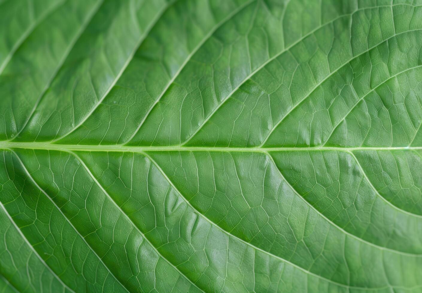 Close up of green leaf texture photo