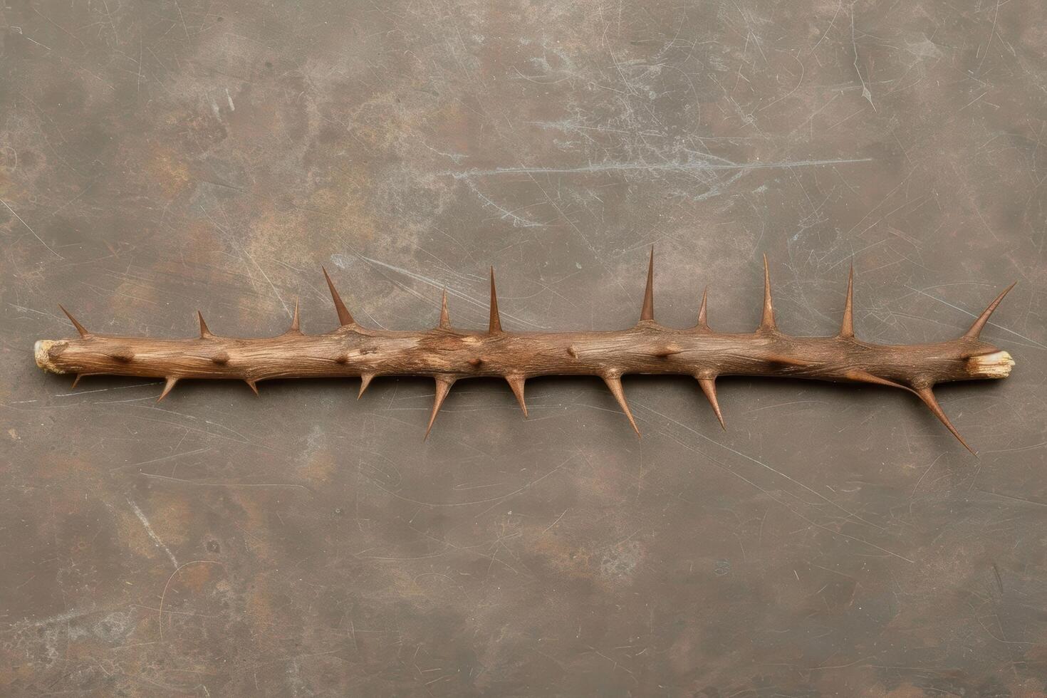 Thorny branch on grunge background photo