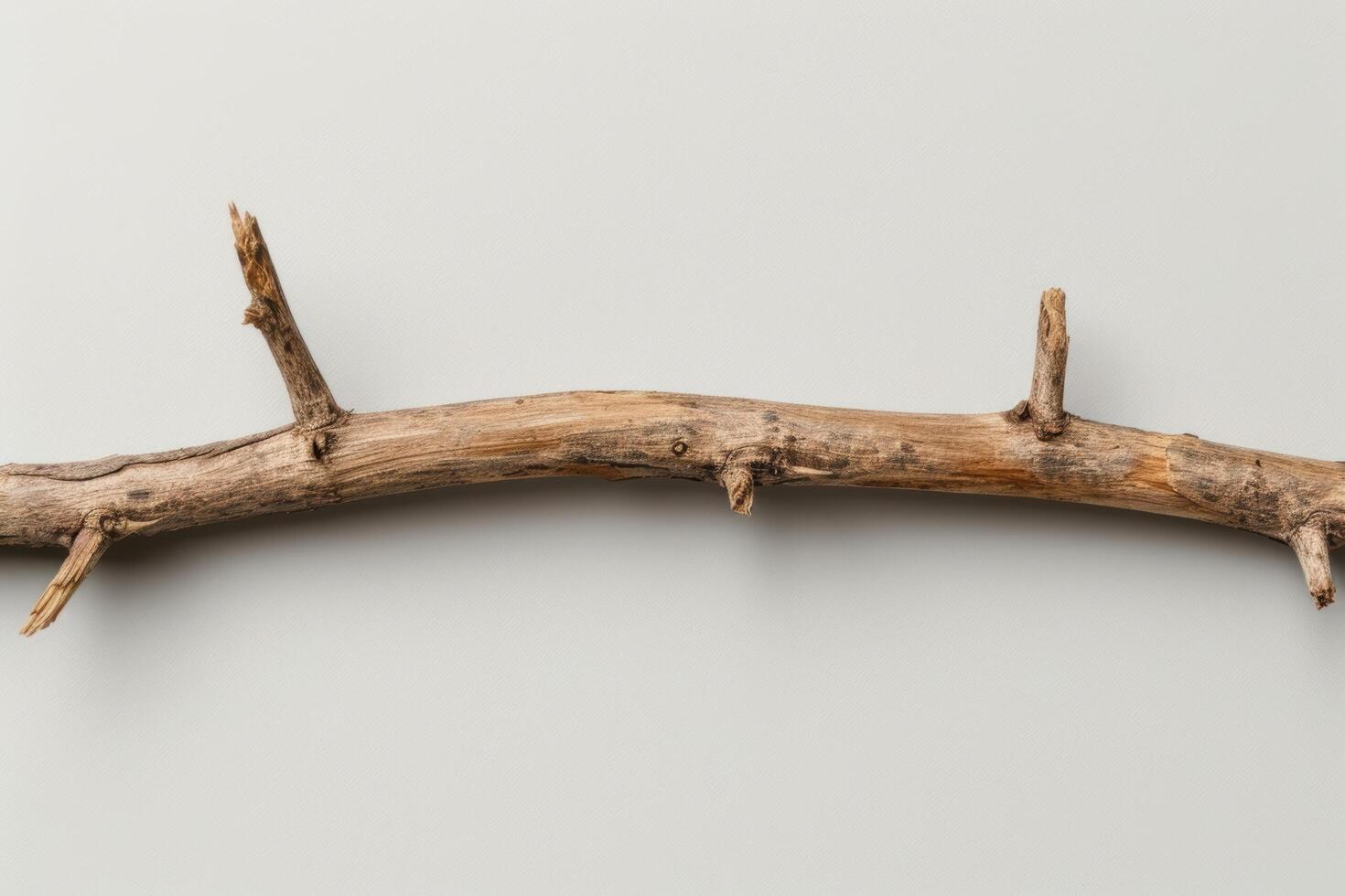 Weathered wooden branch on plain background photo