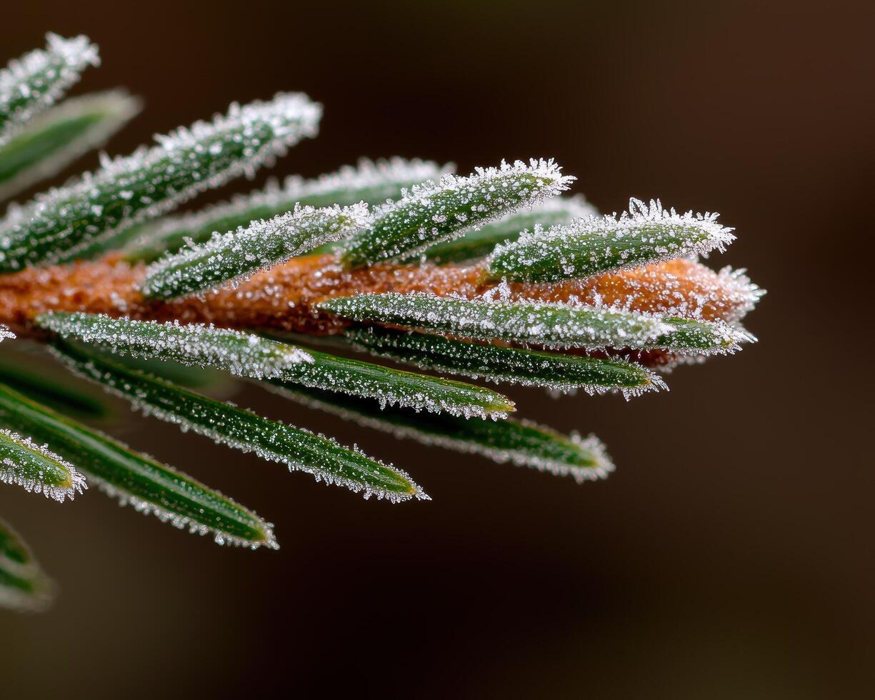 Frost covered leaves in winter photo