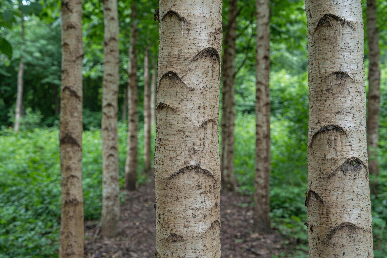 Serene forest with birch trees photo