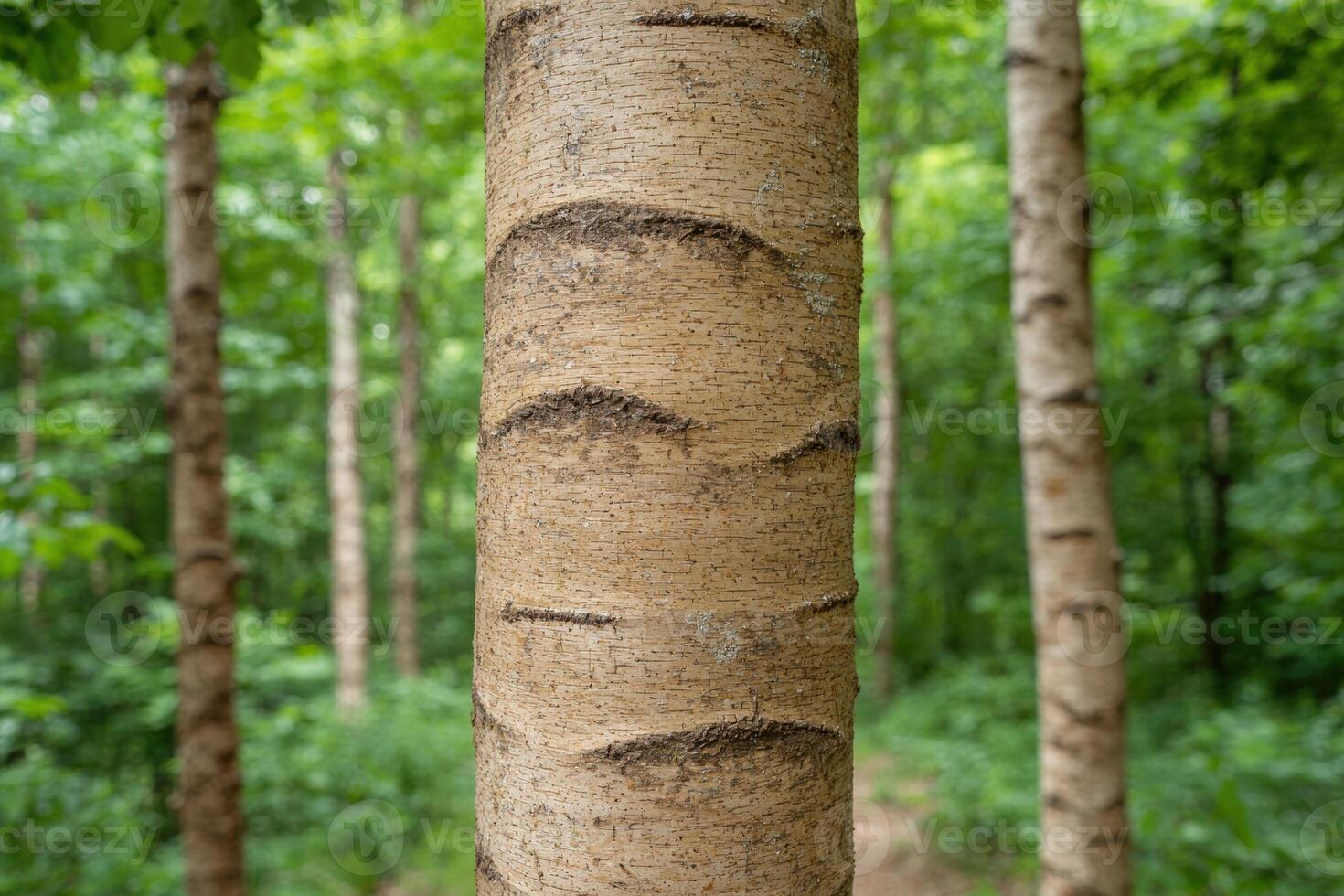 close up of tree bark in lush green forest photo