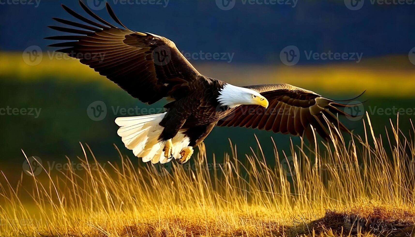 The bald eagle flies above the ground for prey. Bald eagles are a charismatic and iconic species, and their resurgence in the wild serves as a testament to the success of conservation efforts. photo