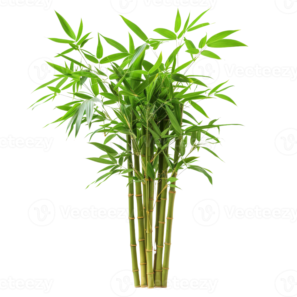 Lush green bamboo plants isolated transparent background png