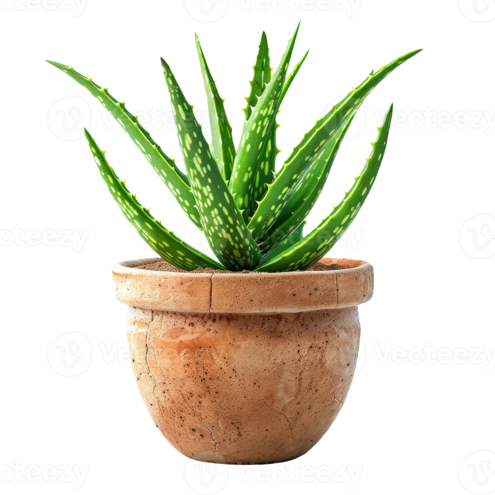 Aloe Vera Plant in Pot Succulent Houseplant Green Nature png