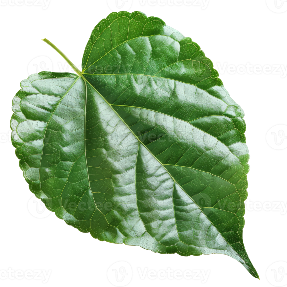 Lush Green Leaf Detailed Close up Nature Texture Botany Plant Foliage Isolated Background Design png