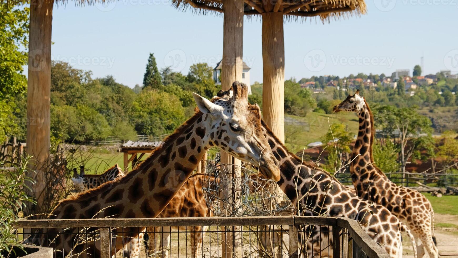 Giraffe eats tree branches. Portrait of giraffe's face looking at the camera, front view. photo