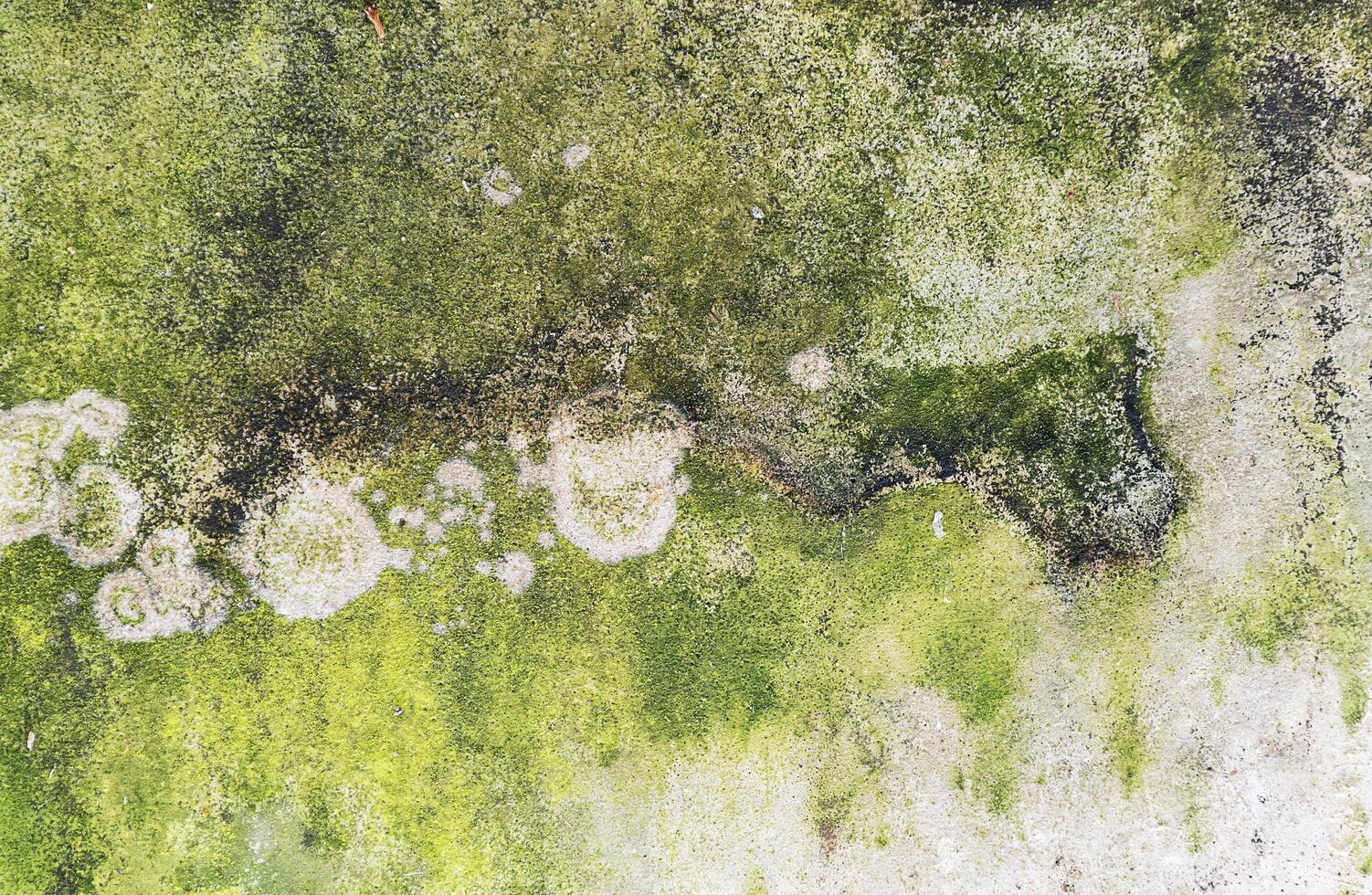 Green moss on cement wall photo