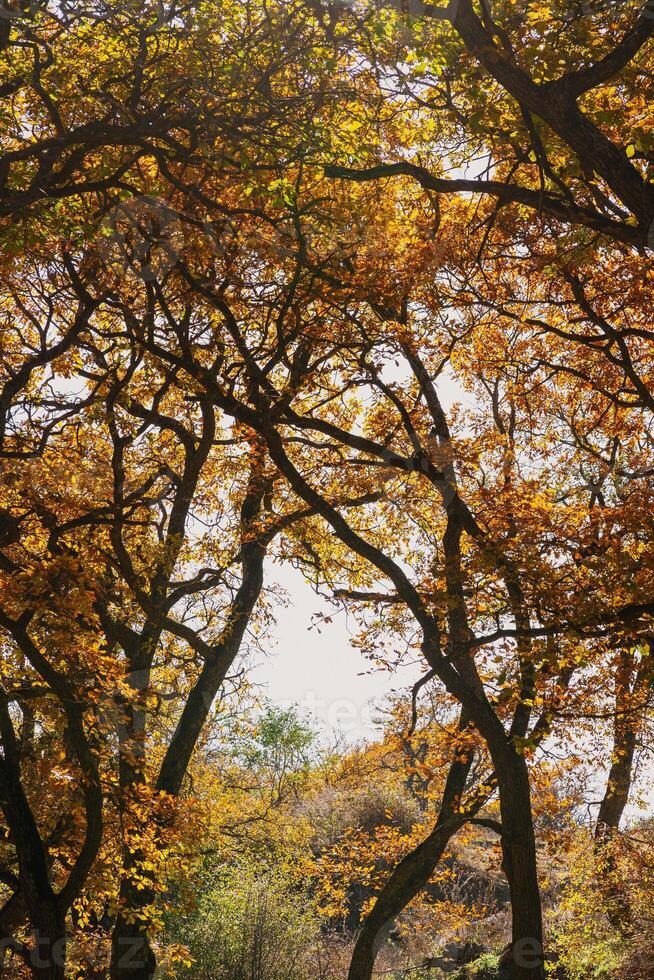 Beneath a clear blue sky, towering trees showcase bright autumn leaves photo