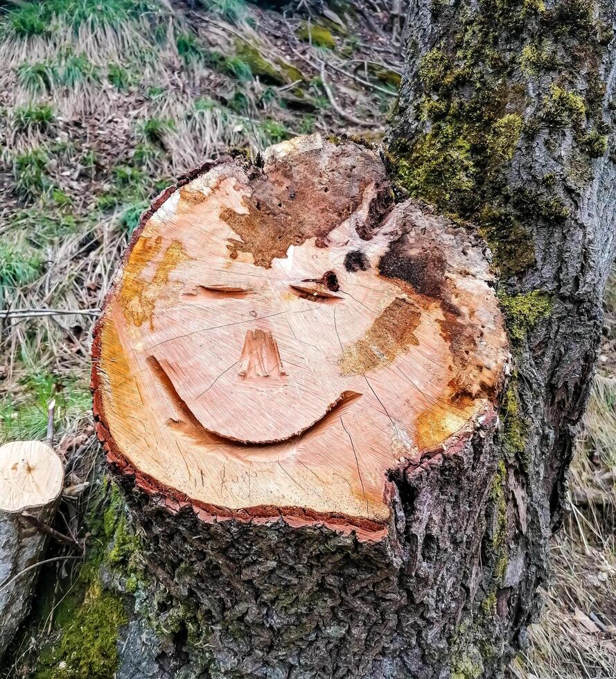 A smile on a tree trunk photo