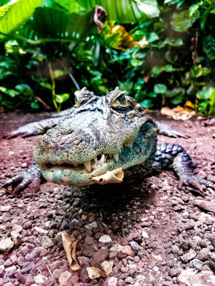 A crocodile in its natural habitat photo