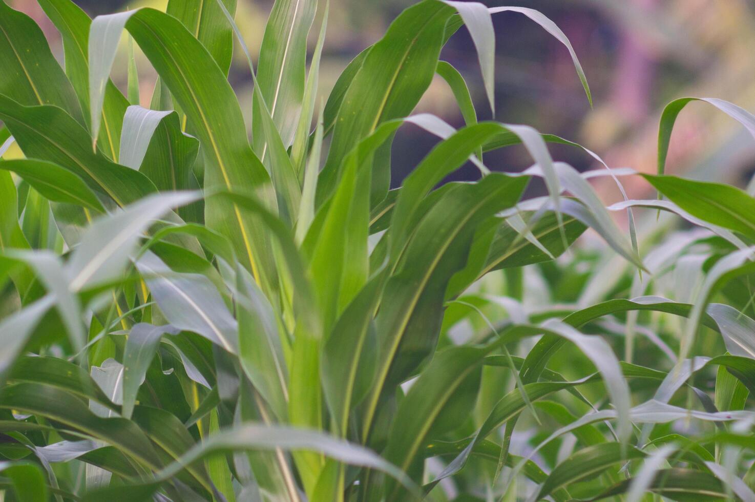 view of corn leaves. corn leaf background. corn growing abundantly in the garden. photo