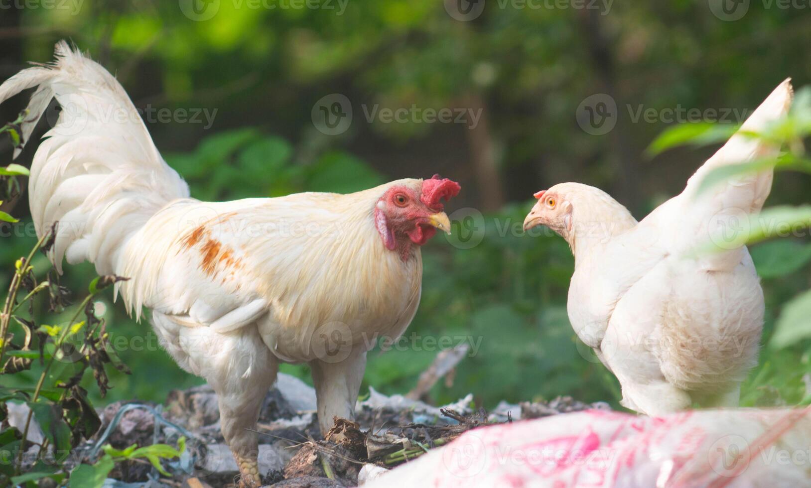 view of white chickens looking for food on the trash photo