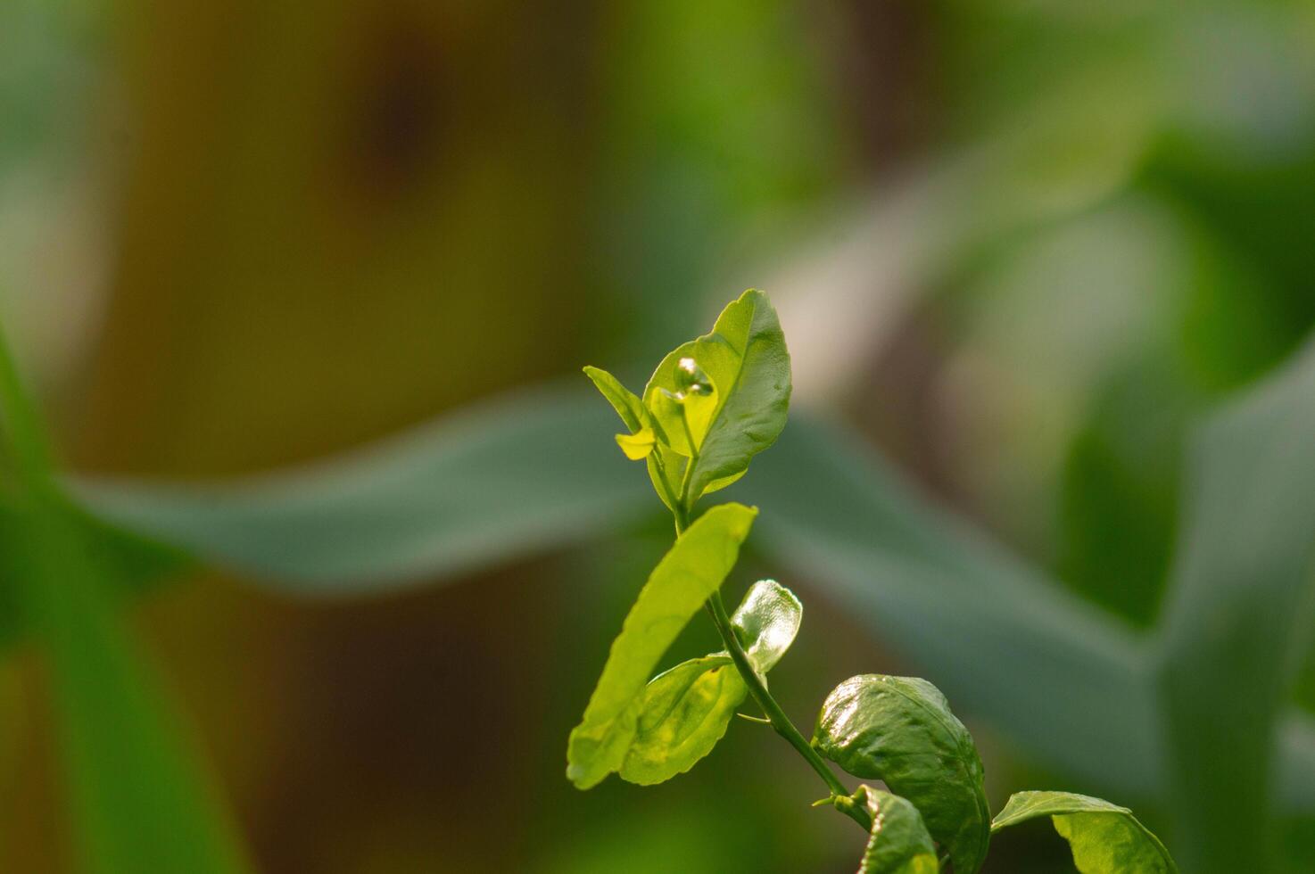 close up of citrus fruit plant leaves photo