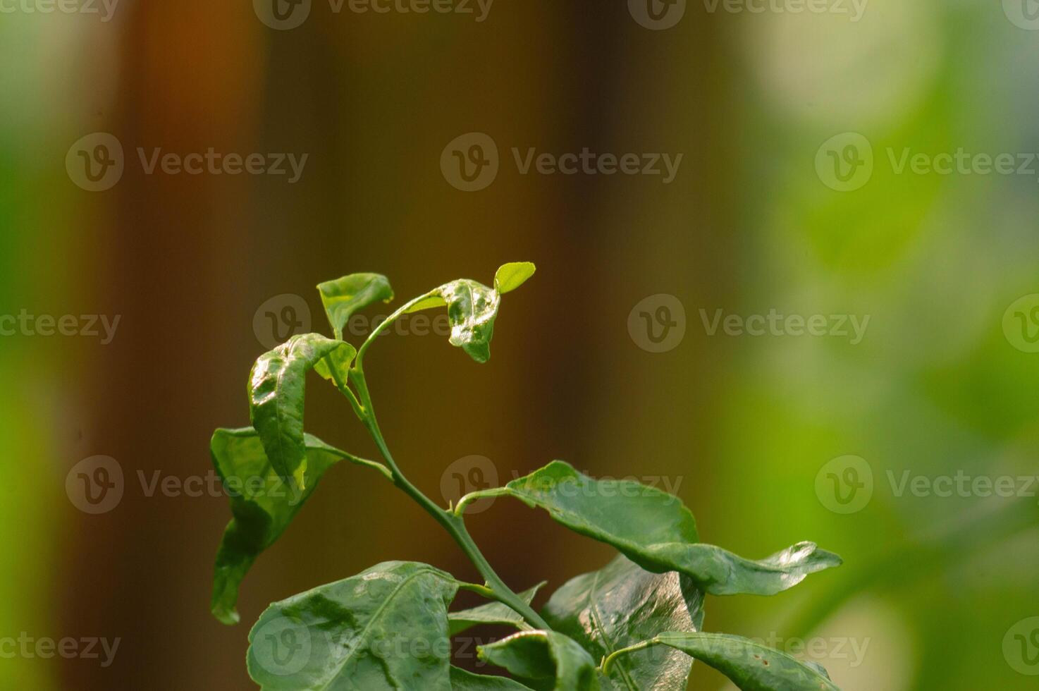 close up of citrus fruit plant leaves photo