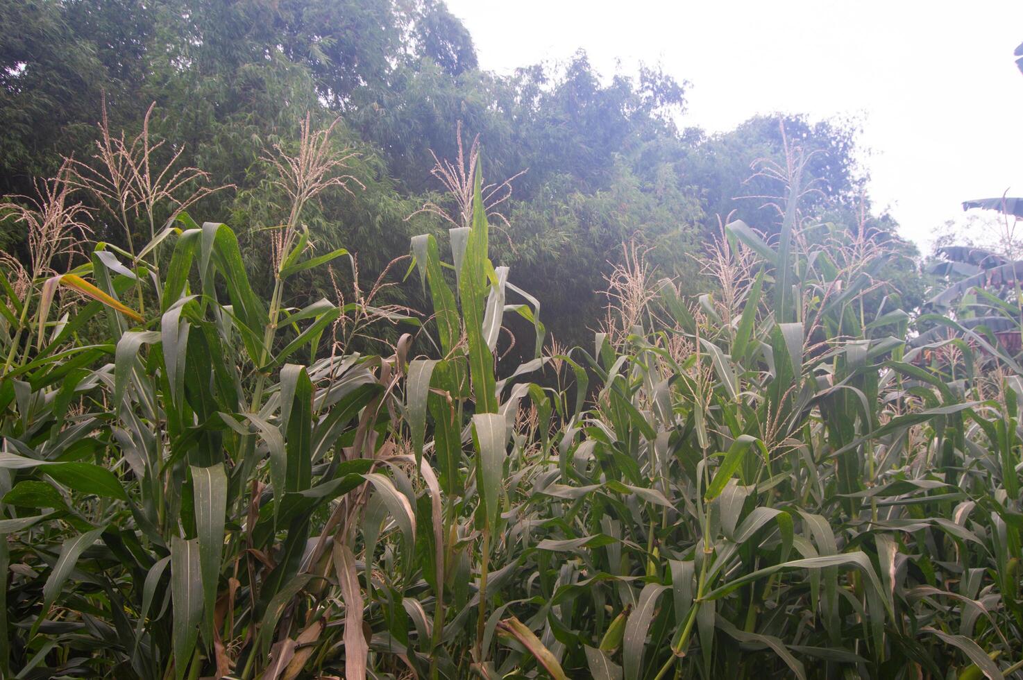 view of the corn garden that has grown tall photo
