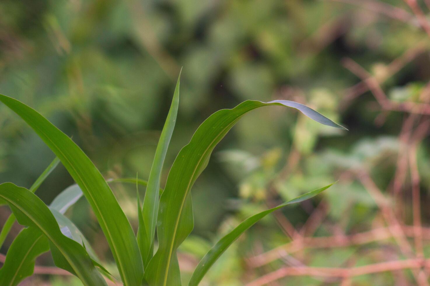 view of corn leaves. corn leaf background. corn growing abundantly in the garden. photo