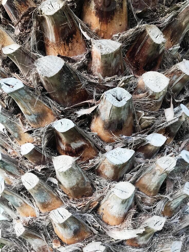 Close-up texture of a cut palm tree trunk with bark details photo