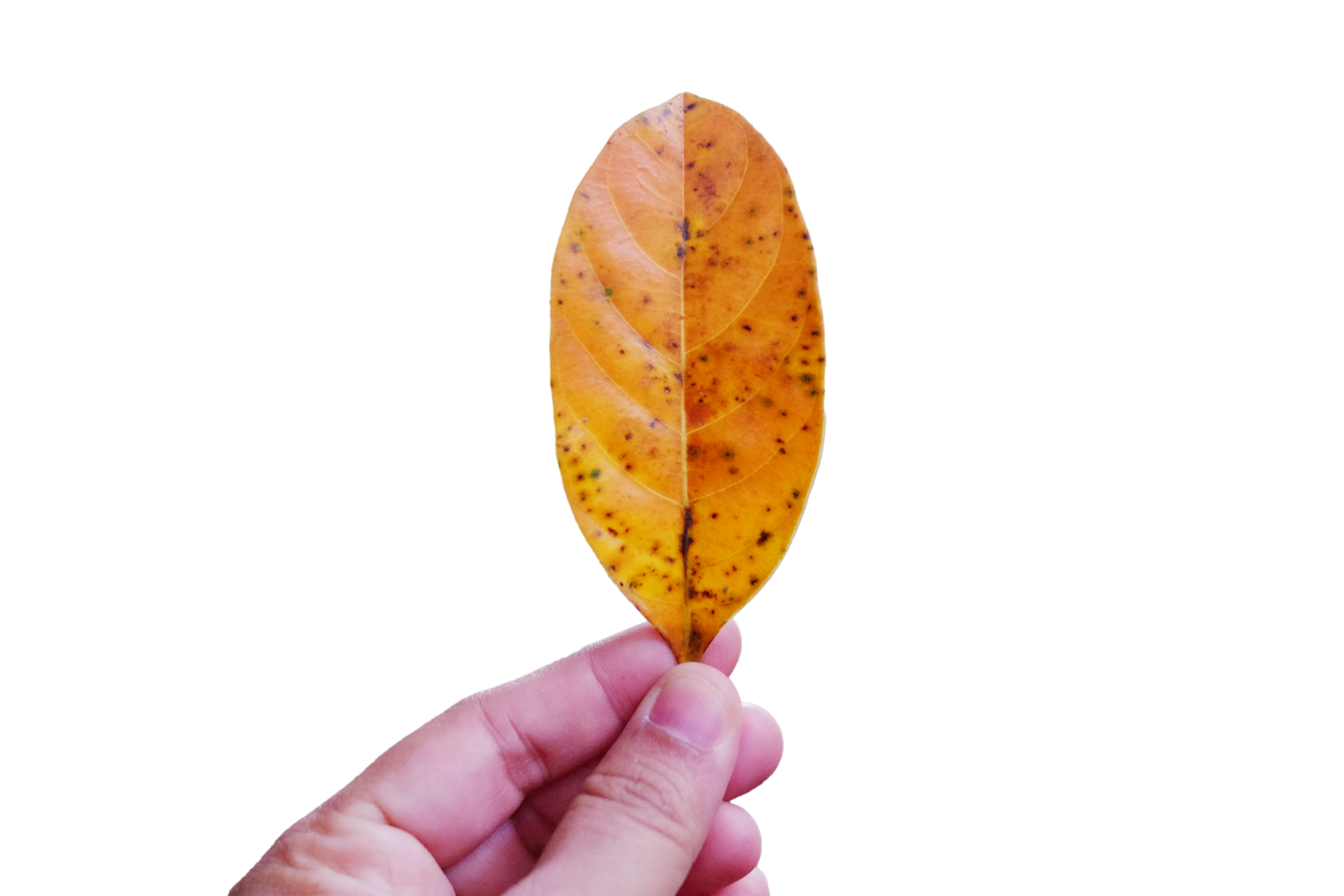 Close up woman hand holding yellow dry leaf for clip art and element png
