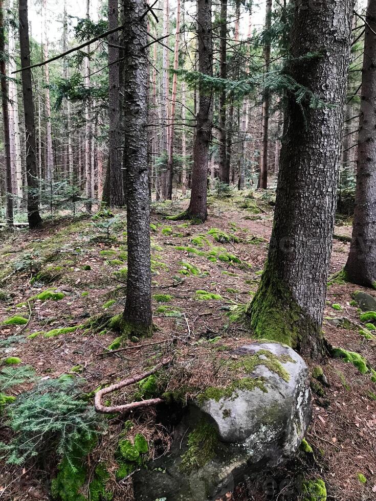 Tranquil forest scene with moss-covered trees and rocky ground photo