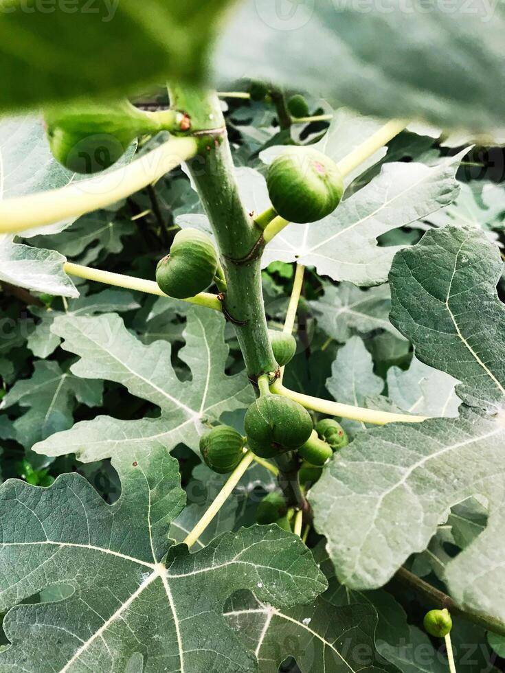 Close-up of unripe figs on a lush green fig tree branch photo