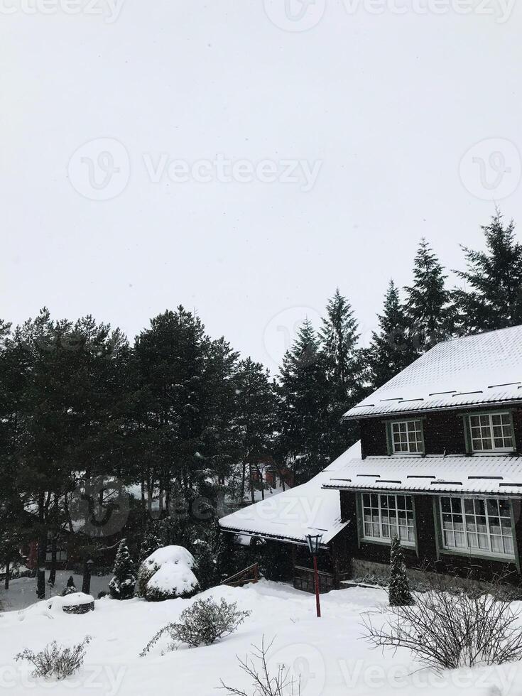 Snow-covered cabin in a winter forest setting with pine trees photo