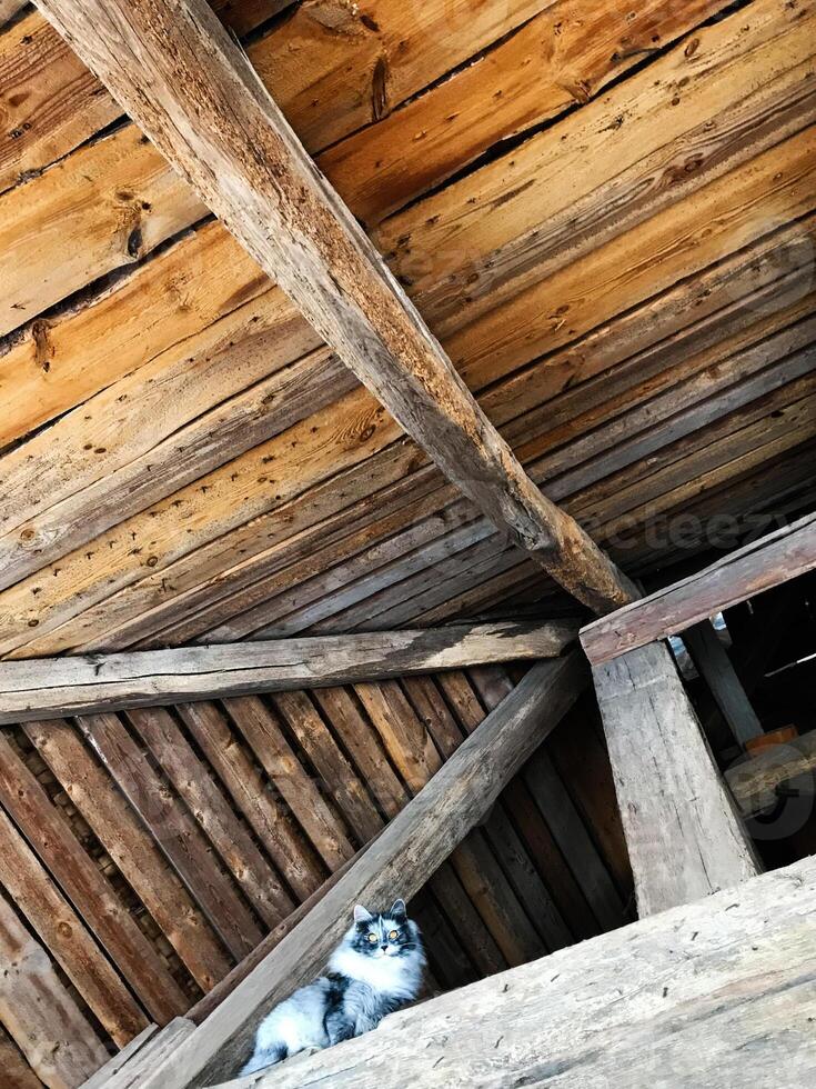 Fluffy cat resting in rustic wooden attic interior setting photo