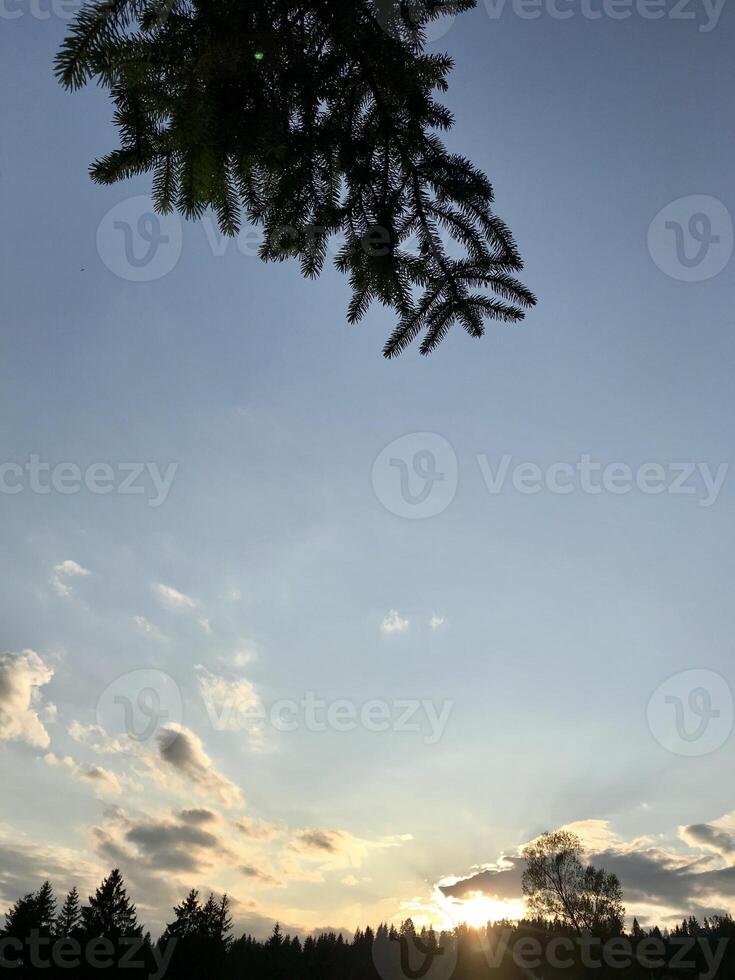 Serene sunset view with silhouette of tree branches photo