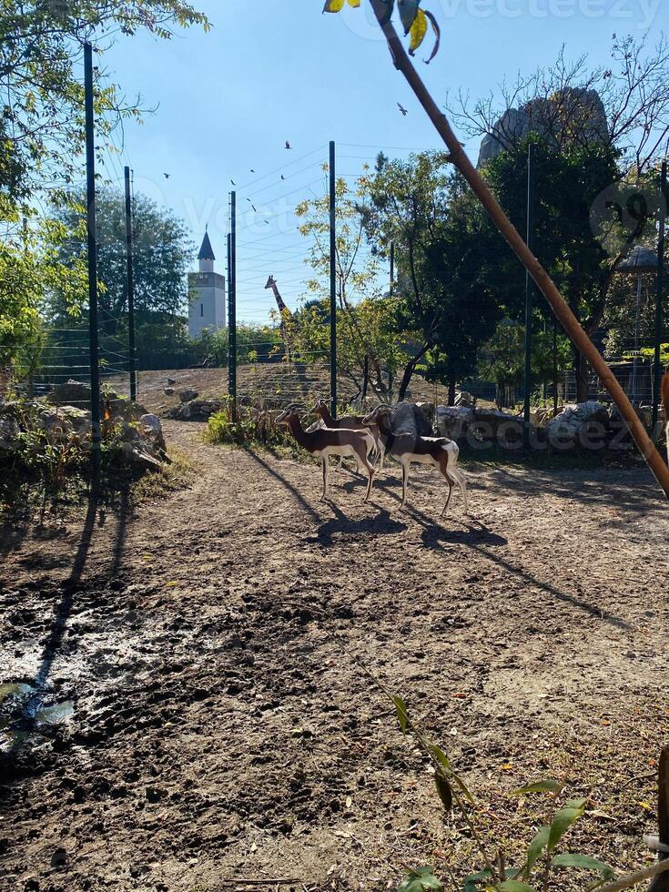 Two gazelles standing in a sunny zoo environment with trees photo