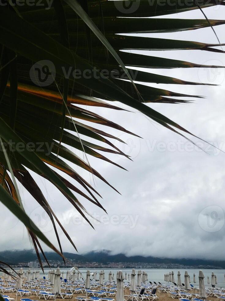 Palm leaves overlooking a deserted beach with cloudy skies in Sunny Beach, Bulgaria. photo