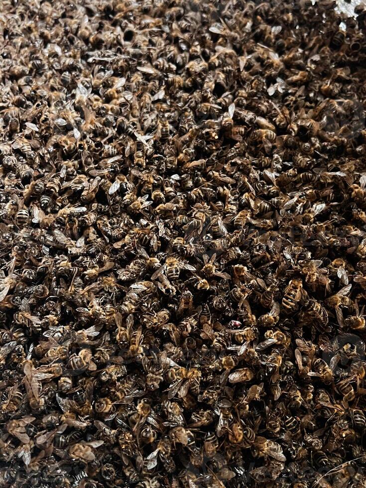 A close-up view of a dense beehive with numerous bees photo