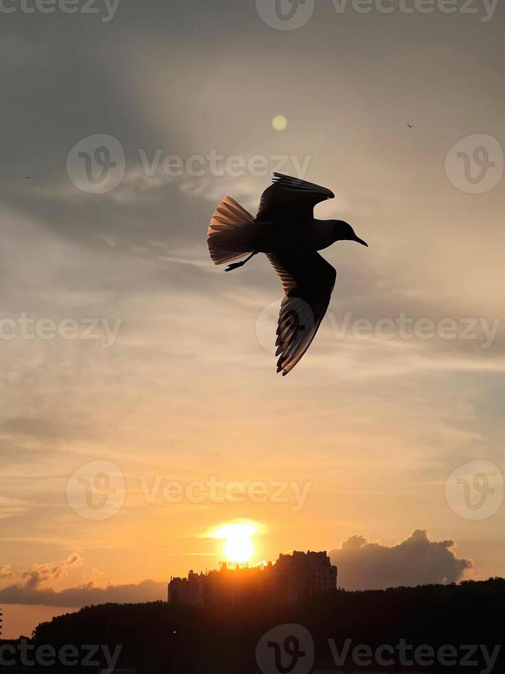 Majestic bird silhouette captured against a breathtaking sunset photo