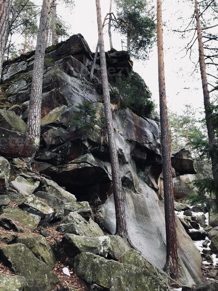 Majestic forest rocks and towering trees in a serene landscape photo