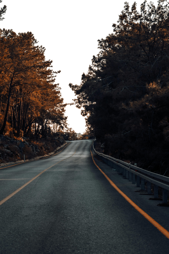 sunset in the forest road with isolated background png