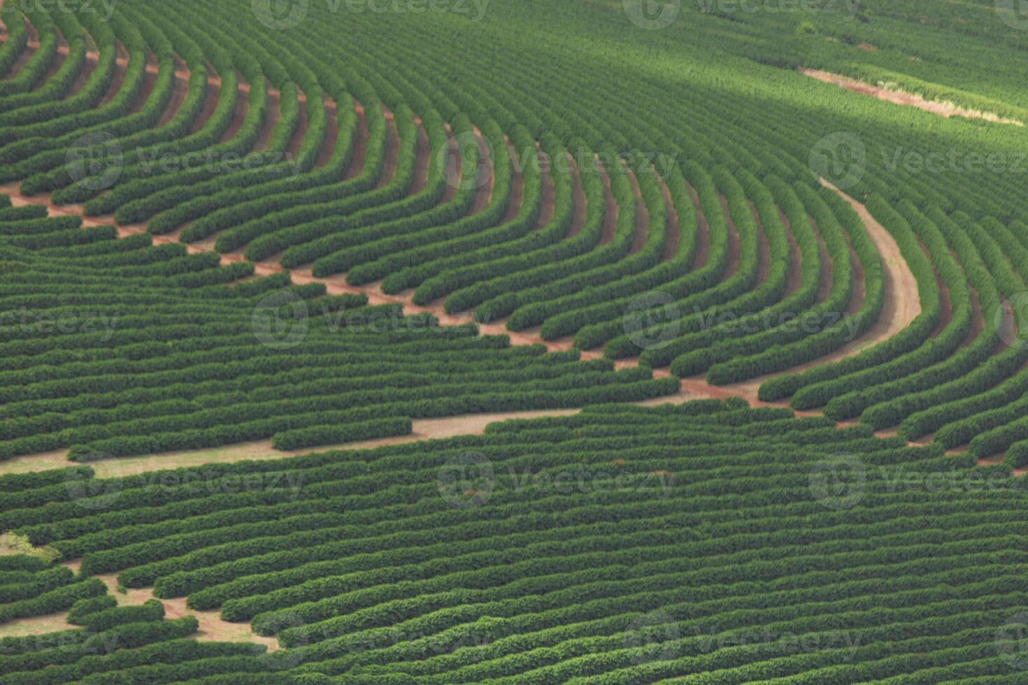 Coffee plantation farm in the mountains landscape photo