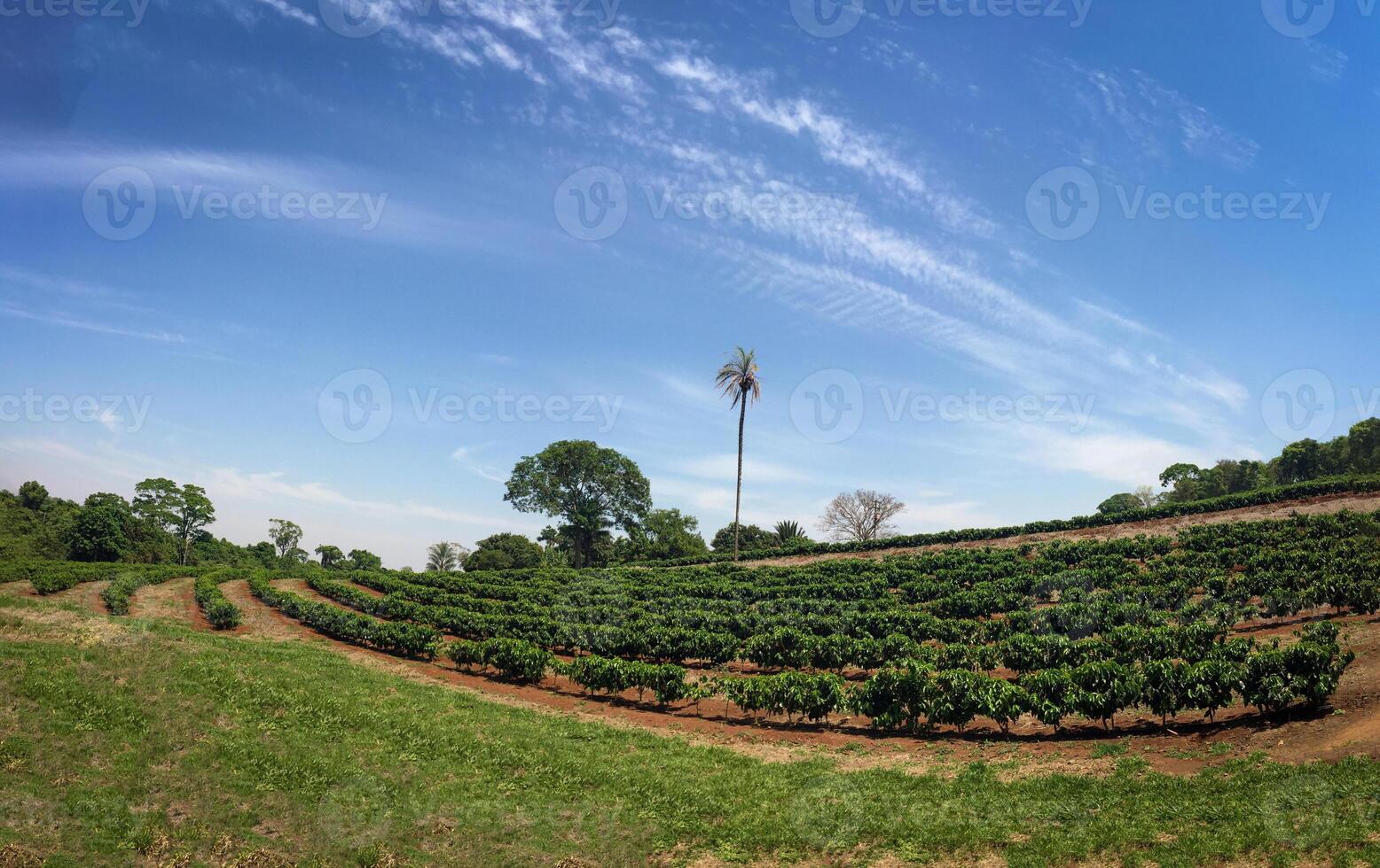 Coffee plantation in thailand photo