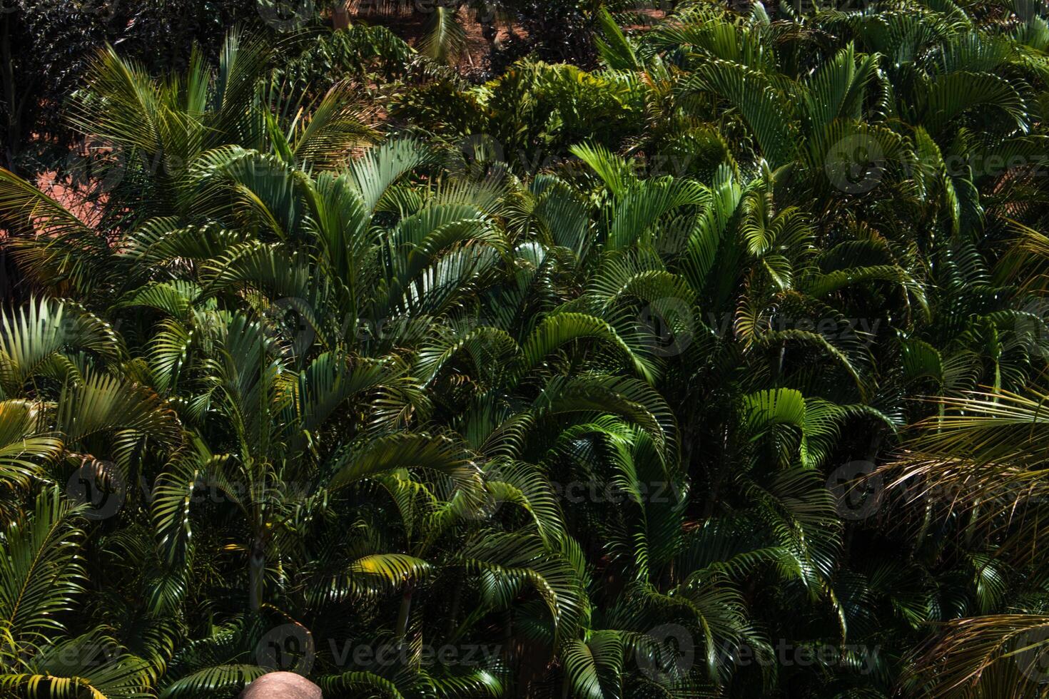 A man is standing on a roof looking at a jungle photo