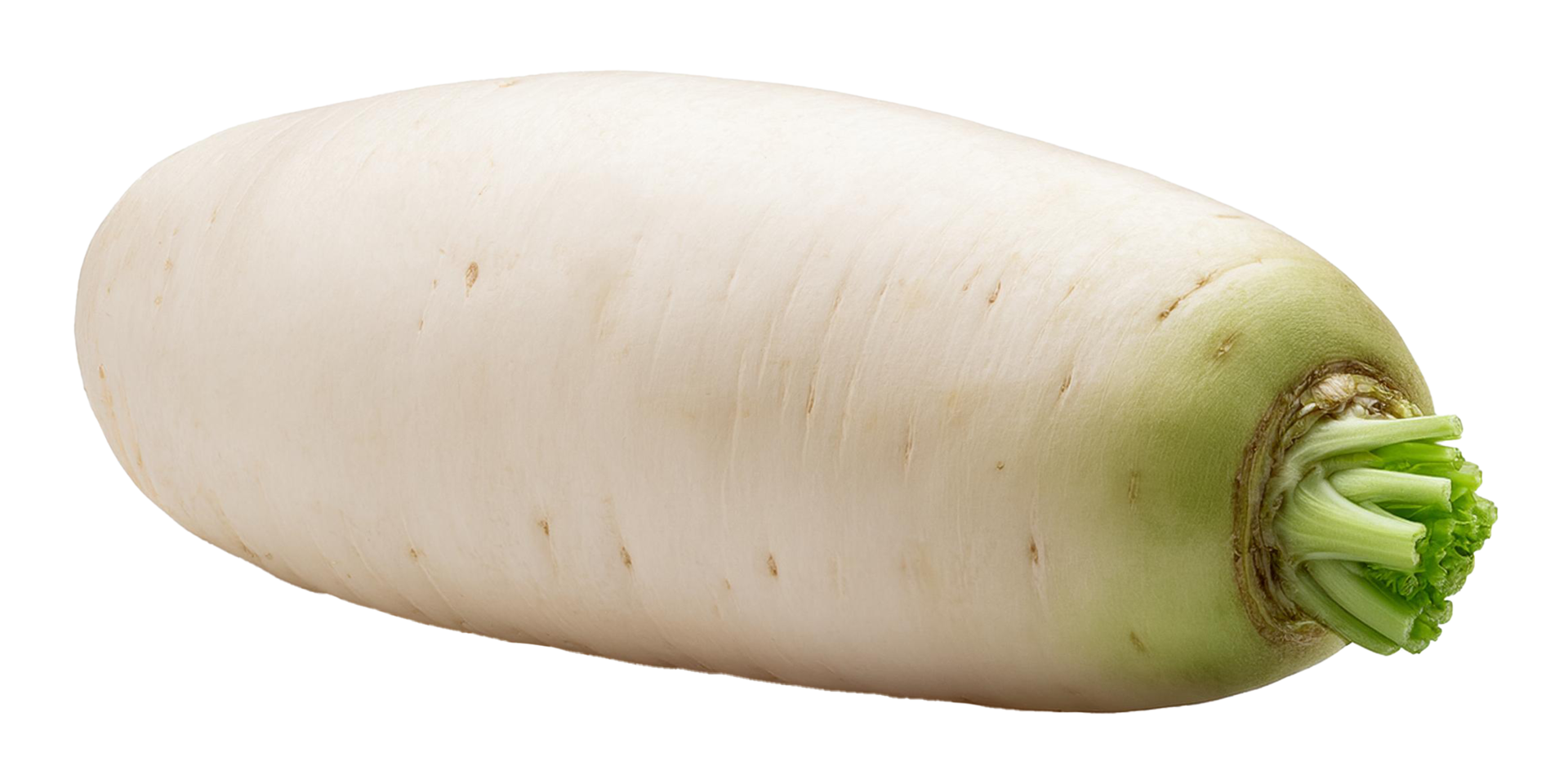 Crisp and Versatile Root Vegetable Daikon Radish png