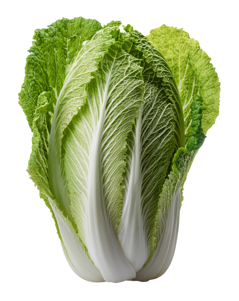 Fresh Napa Cabbage png