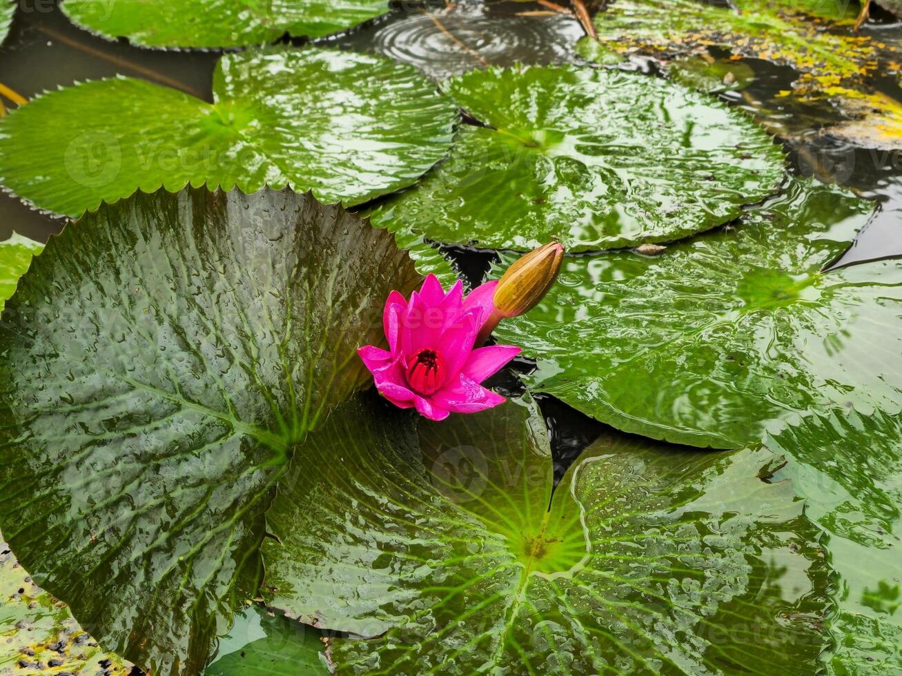A pink flower is in the middle of a pond photo