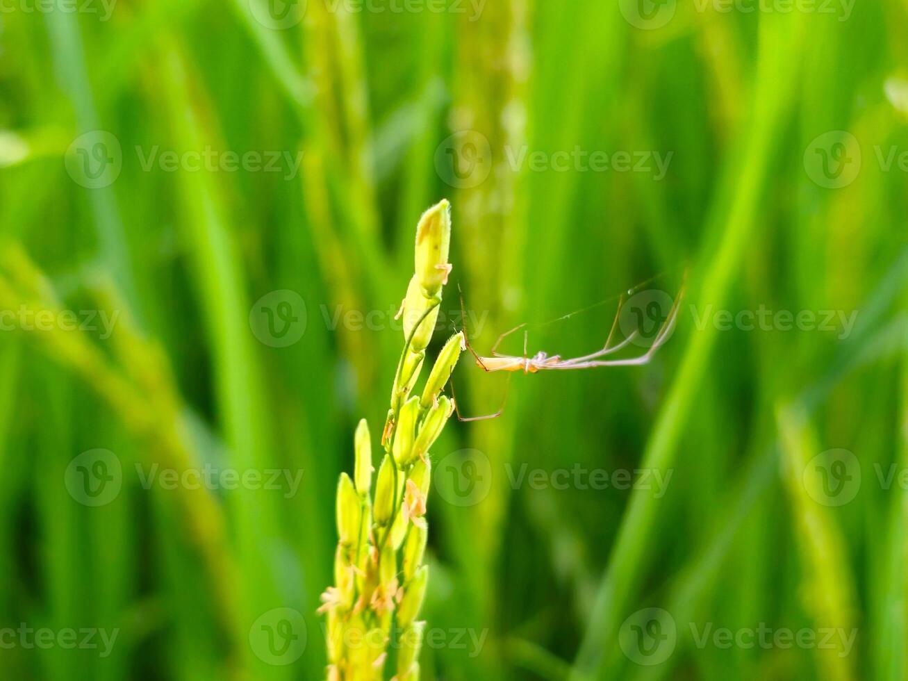 A spider on a stalk of rice in a field photo