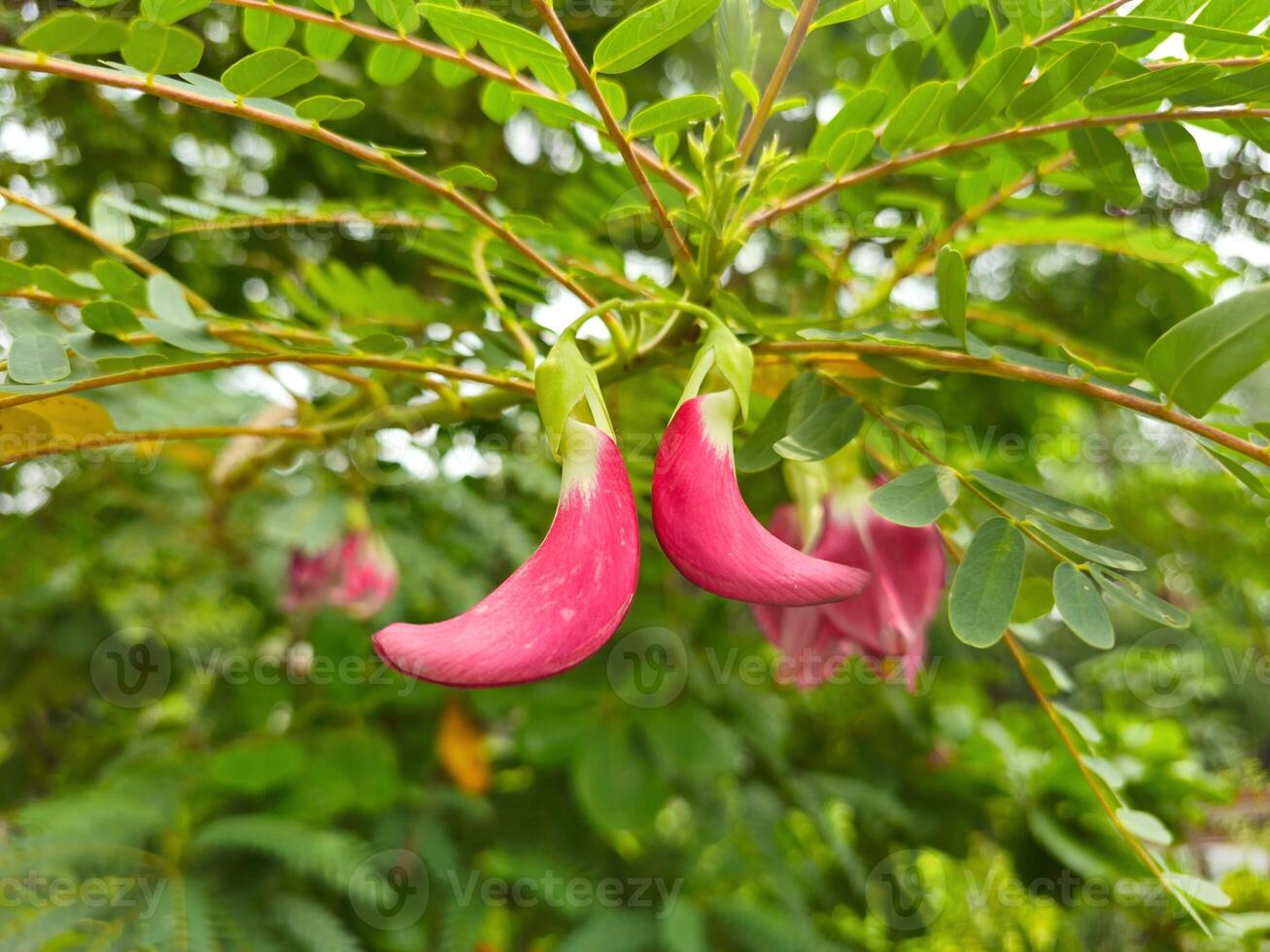 A pink flower on a tree photo