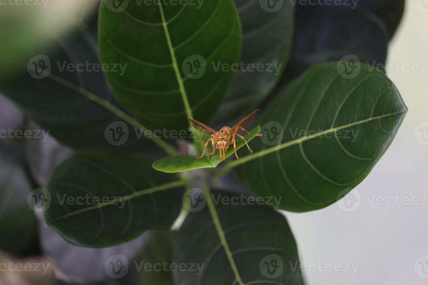 A large insect on a leaf photo