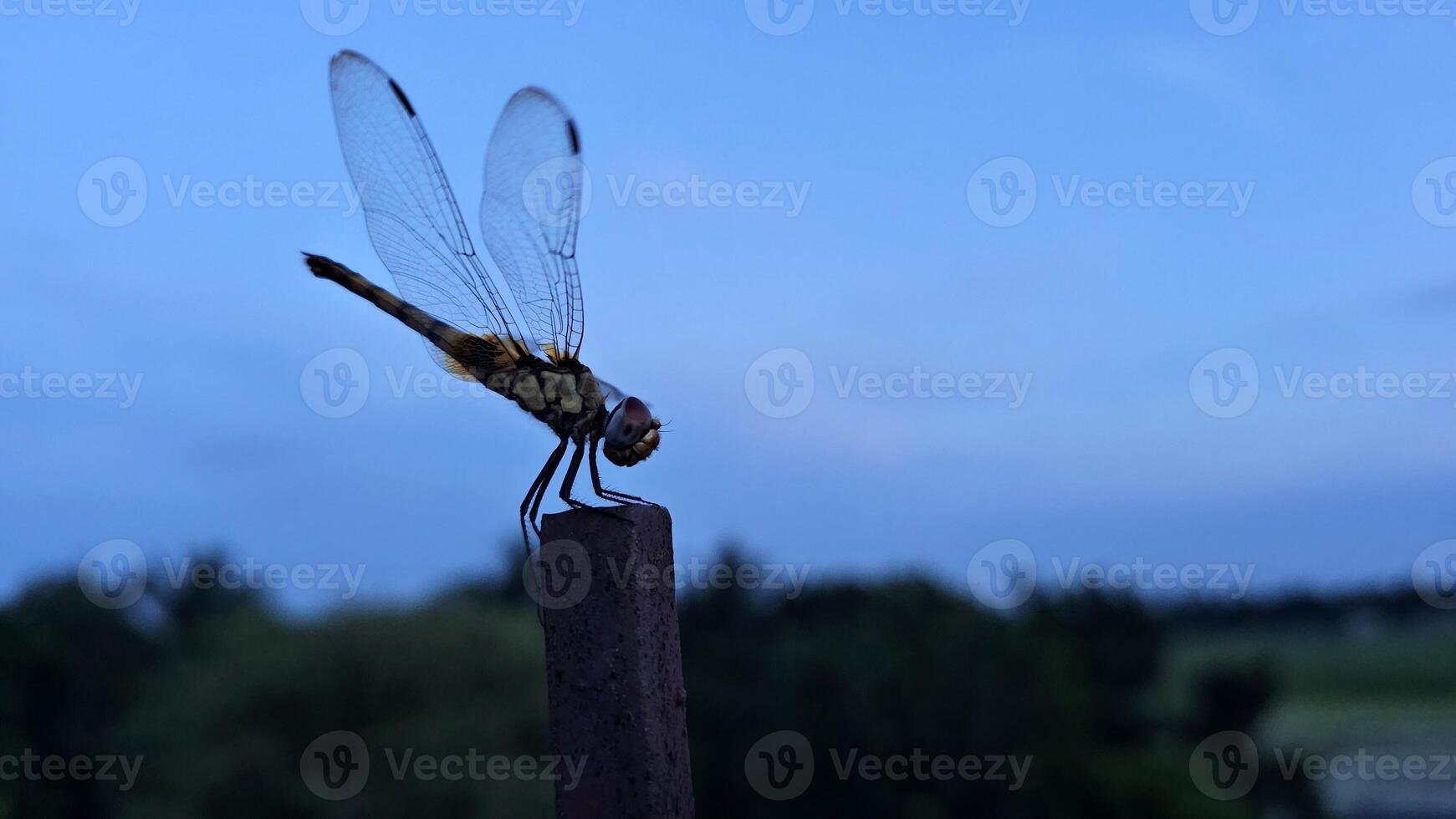 Dragonfly on a post photo