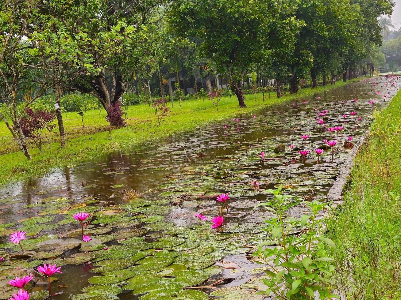 Lotus flowers in the rain photo