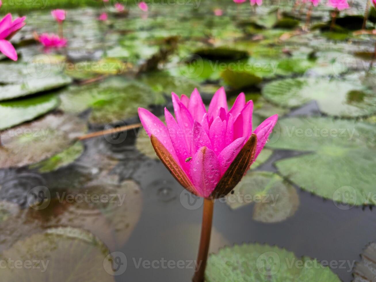 Pink lotus flower in the pond photo