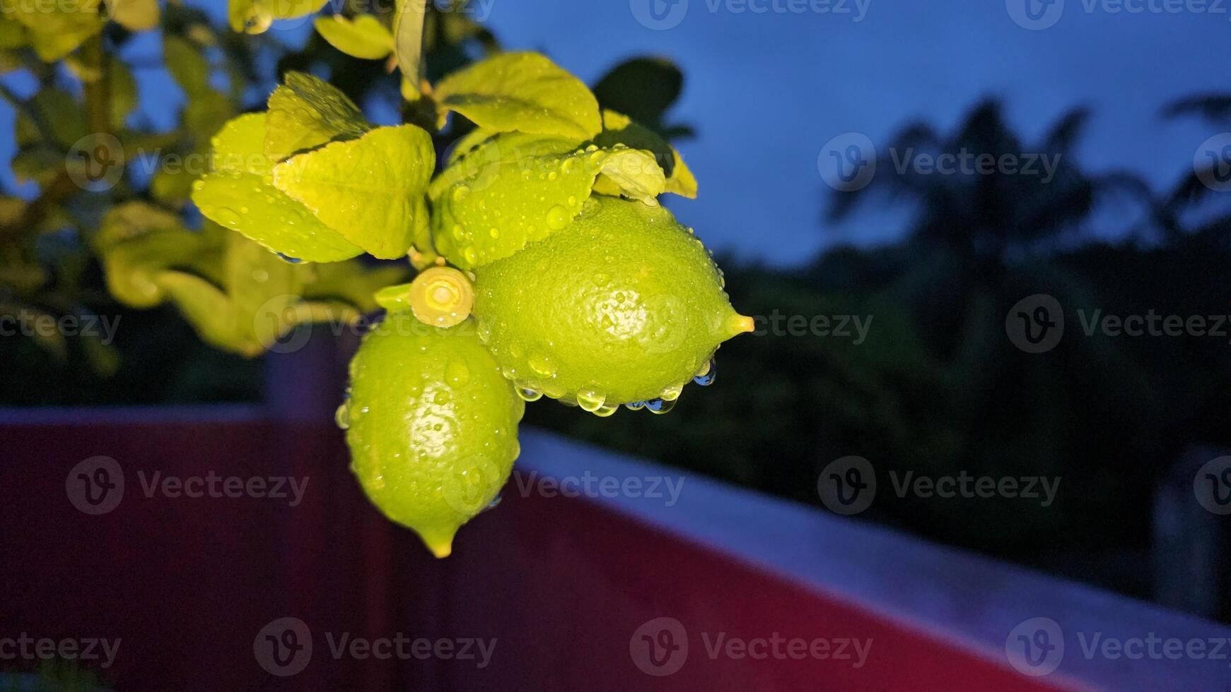 A lime tree with water drops on it photo
