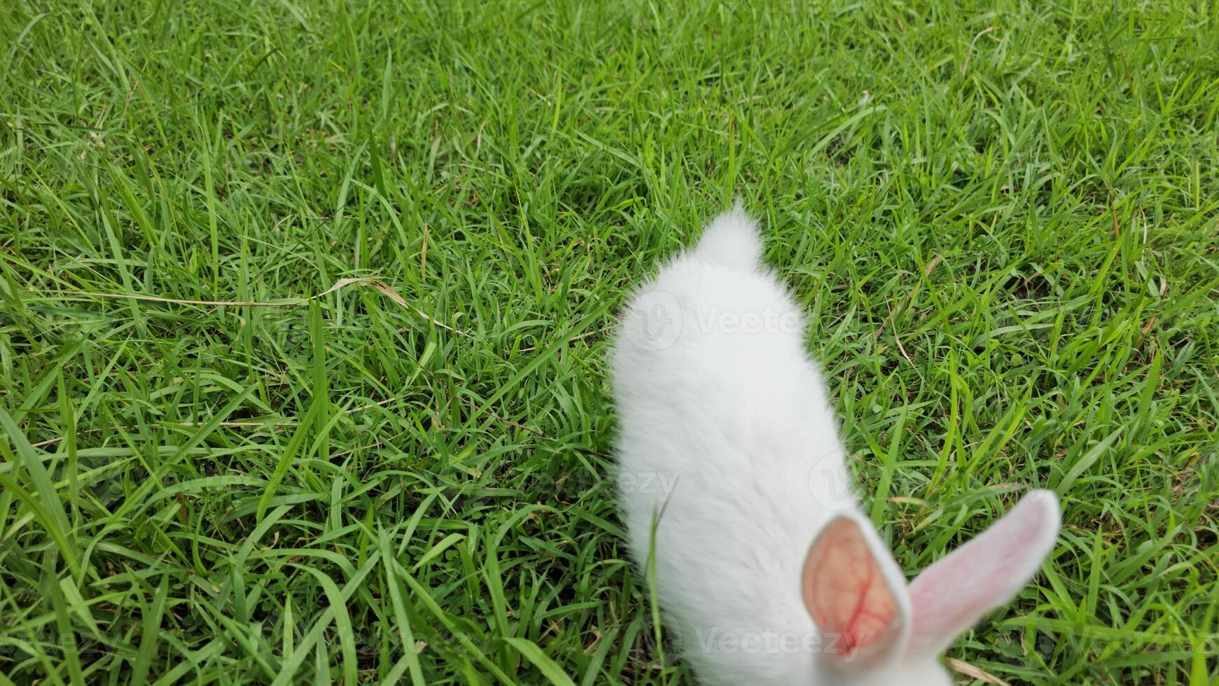 A white rabbit is walking through the grass photo