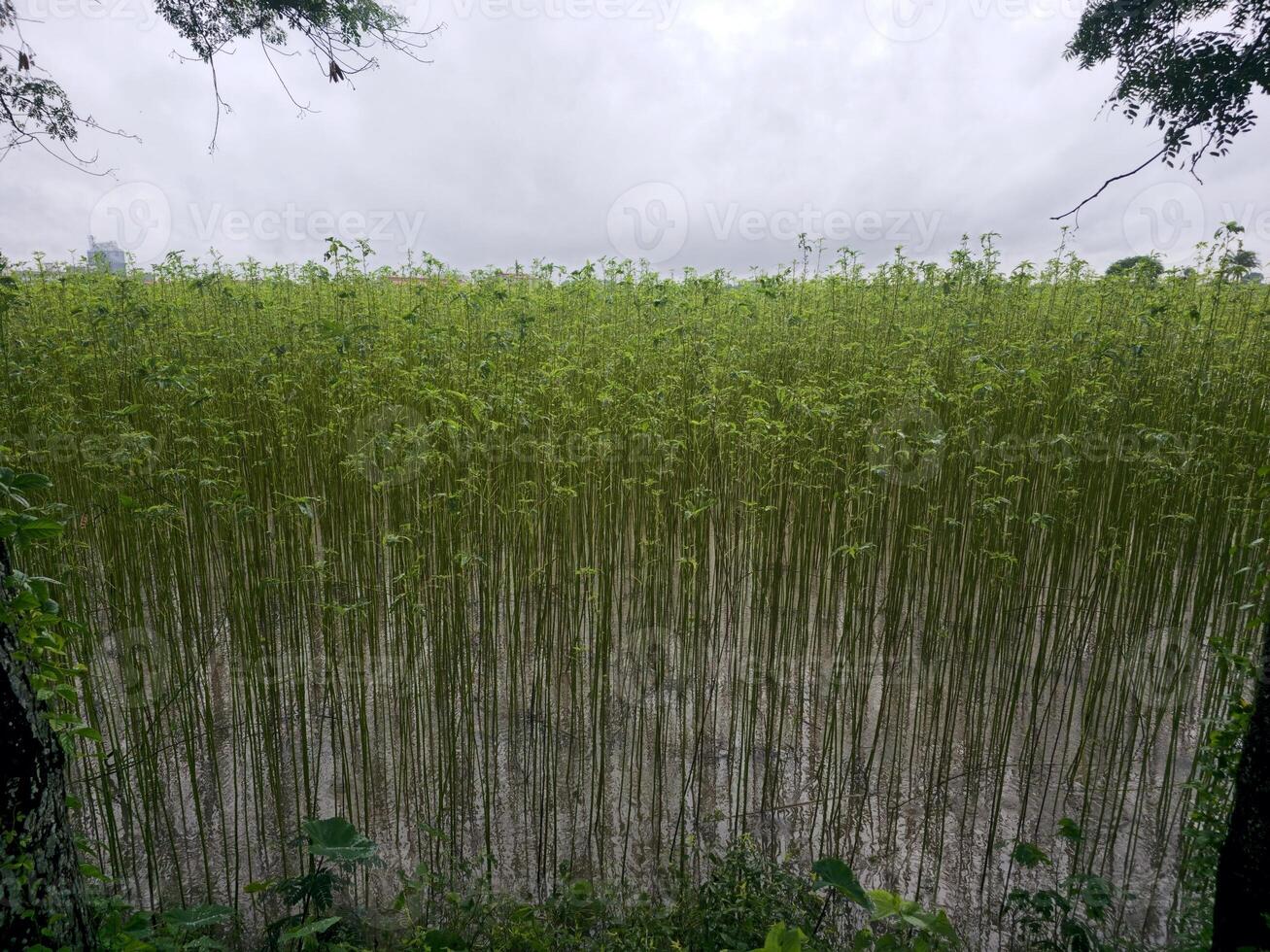 A field of tall green plants in the middle of a forest photo